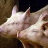 Termenul limită pentru sprijinirea crescătorilor de porci Bazna și Mangalița, prelungit