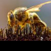 Auspicii triste pentru apicultorii români, de Ziua Mondială a Albinelor
