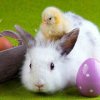 Ce legătură are iepurele cu Paștele?
