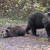 Patru mesaje Ro-Alert privind prezenţa unor urşi, ieri, în Harghita