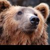 Alertă de urs într-un cartier din Râmnicu Vâlcea! Oamenii au fost avertizați prin RO-Alert: ce sfaturi au primit