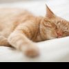 Atenție la pozițiile de dormit ale pisicii. Pot trăda posibile probleme de sănătate