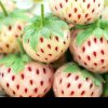 Căpșuni albe: ce beneficiu inedit aduc pentru sănătate, diferența majoră față de cele roșii