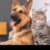 Ce spun psihologii despre cei care nu suportă pisicile. 6 diferențe majore între iubitorii de câini și cei de feline