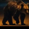 Comună din Gorj, terorizată de urși! Animalele din gospodăriile oamenilor, ucise în timpul nopții