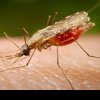 Creștere alarmantă a cazurilor de febră denga la nivel mondial: 7 milioane cazuri în doar primele 4 luni din 2024, comparativ cu 4,5 milioane pe întregul anul 2023
