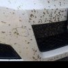 Cum poți scăpa de insectele lipite pe parbriz și capotă fără să te alegi cu mașina zgâriată