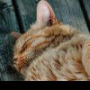 De ce își acoperă pisicile fața atunci când dorm. Explicația surprinzătoare din spatele gestului adorat de stăpânii felinelor