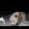 Exemplar rar de panda brun, surprins într-o rezervație din China. Imagini uluitoare VIDEO