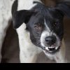 Femeie muşcată de doi câini agresivi, la Mureș! A fost transportată de urgență la spital
