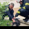 Incendiu într-un bloc din Pitești: 10 persoane și un cățel au fost evacuați de pompieri
