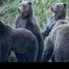 Întâlnire de groază pentru un grup de turiști: Patru urși le-au stricat vacanța. Oamenii au cerut ajutorul jandarmilor ca să scape de fiare