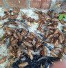 Invazie de cicade în SUA! Autoritățile gata să declare stare de alertă: Vor cădea ca bombele