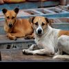 Iubitorii de animale din Turcia sunt în șoc: Guvernul și-a propus eutanasierea câinilor vagabonzi care nu sunt adoptaţi