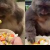 Maimuța mofturoasă. Sortează mâncarea mai ceva ca cel mai pretenios chef - VIDEO