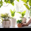 Plantele de apartament care previn apariția mucegaiului pe pereți