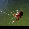 Soluții naturale împotriva insectelor: Ce e de făcut când te invadează muștele, țânțarii și păianjenii