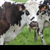 Studiul care potolește avântul ecologiștilor și veganilor: Vacile NU sunt cauza schimbărilor climatice