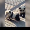 Țeapă de proporții la grădina zoologică. Doi câini au fost vopsiți în alb și negru și prezentați drept „câini -panda”
