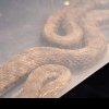 Un cuplu de români a trăit spaima vieții! Un șarpe și-a făcut culcuș în dormitorul lor