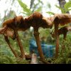 Val de intoxicații cu ciuperci otrăvitoare! Urgențele spitalelor sunt pline: legumele conumate de români au suferit mutații
