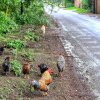 „Au scăpat de sub control!” 100 de găini sălbaticite terorizează un sat din Anglia. Locuitorii spun că viața lor s-a transformat „într-un iad”