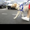 Câinele-ghid pentru persoanele cu handicap grav, acces „liber și gratuit” în magazine, transport în comun și alte spații publice. Legea a fost promulgată
