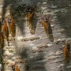 Ce sunt cicadele – curiozităţi despre cicade