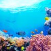 Ce sunt coralii şi de ce sunt importanţi