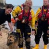 „Doginson Crusoe”. Un ciobănesc german a fost salvat după ce a înotat peste 6 kilometri în Marea Nordului