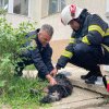 Incendiu într-un bloc din Pitești. Zece persoane s-au autoevacuat, un cățel a fost salvat de pompieri