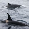 Mai multe balene ucigașe au scufundat un iaht în strâmtoarea Gibraltar. Ce spun cercetătorii