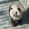 Mai mulți câini dintr-o grădină zoologică din China au fost vopsiți în alb și negru ca să fie prezentați drept urși panda. VIDEO