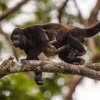 O specia de maimuţe, afectate de valul de căldură din Mexic: cad moarte din copaci