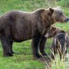 O ursoaică și doi pui au fost loviți de tren în Covasna. Al treilea ursuleț a fost transportat la un centru pentru orfani