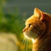 Otrăvirea la pisici – simptome și ce trebuie făcut