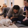 „Puppy yoga” a fost interzis în Italia după ce au fost raportate presupuse rele tratamente asupra animalelor