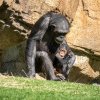 „Sfâșietor”. O mamă-cimpanzeu de la BioParc Valencia continuă să aibă grijă de puiul ei, care a murit acum 3 luni | VIDEO