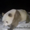 Un panda uriaș brun, un specimen extrem de rar, a fost observat în nord-vestul Chinei | VIDEO