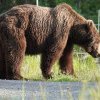 Urșii, semnalați de 18 ori în ultima săptămână în localități din Harghita. Viceprimar: „Ne jucăm de-a v-aţi ascunselea în fiecare seară în preajma oraşului”
