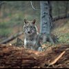 Lupii, șacalii și urșii, tot mai prezenți în pădurile Sălajului