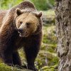 21 de alerte de apariție a urșilor, în minivacanța de sărbători, în Harghita