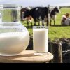 Cantitatea de lapte de vacă pe care unitățile procesatoare au colectat-o în primul trimestru a crescut cu 4%