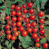 Cum să alegi tomatele la piață sau supermarket: 5 sfaturi de la un producător de legume bio
