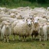 INS: România a avut efective mai mici de bovine, porcine, ovine şi caprine în 2023