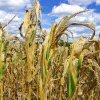 Ministerul Agriculturii: Fermierii vor primi subvenţia de 100 de euro începând din 15 mai