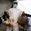 Statele europene se gândesc să îşi vaccineze muncitorii expuşi la gripa aviară din sectoarele creşterii păsărilor şi lactatelor