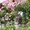 10 flori superbe ideale pentru balcon. Vor înflori toată vara, iubesc soarele