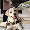 Cât costă un ”câine însoțitor” care poate salva viața bolnavilor? Mihai Nae, dresor: ”Sunt antrenați în America, pe mii de dolari” EXCLUSIV