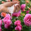 Ce să presari la trandafiri, în luna iunie. Pontul grădinarilor de top ca să înflorească de mai multe ori pe an